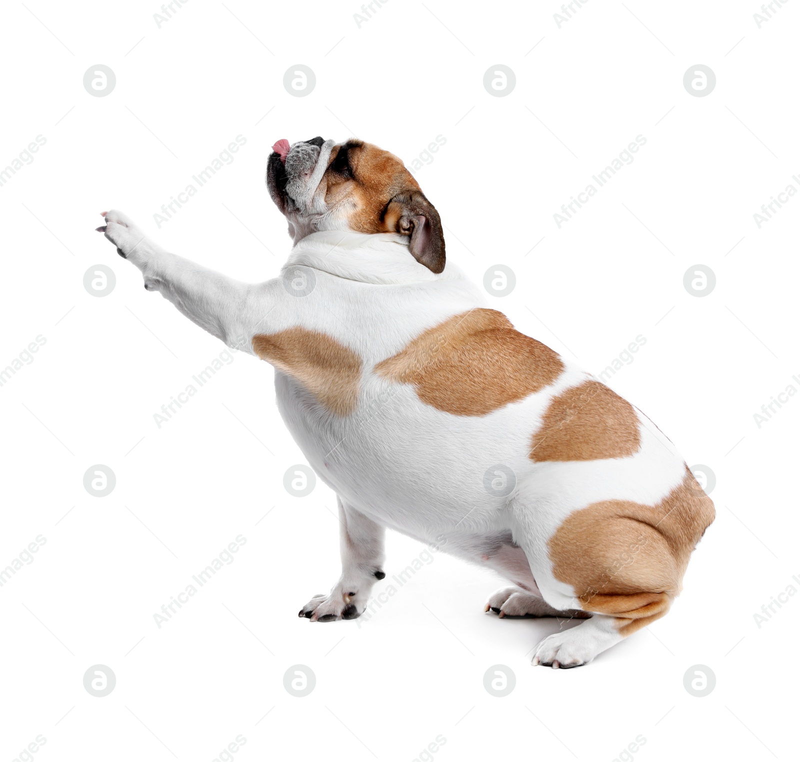 Photo of Adorable English bulldog giving paw on white background