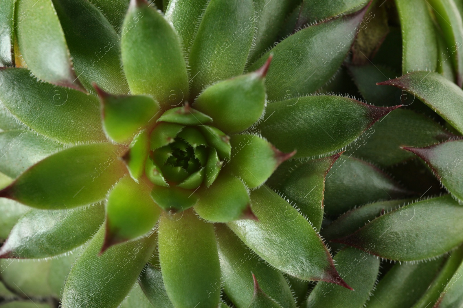 Photo of Beautiful echeverias as background, top view. Succulent plants
