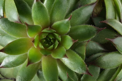 Photo of Beautiful echeverias as background, top view. Succulent plants