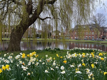 Beautiful view of daffodil flowers and willow tree growing near river outdoors