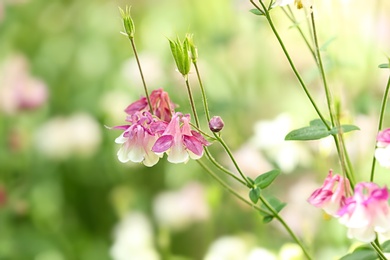 Photo of Beautiful bright aquilegia in green garden, closeup. Spring flowers