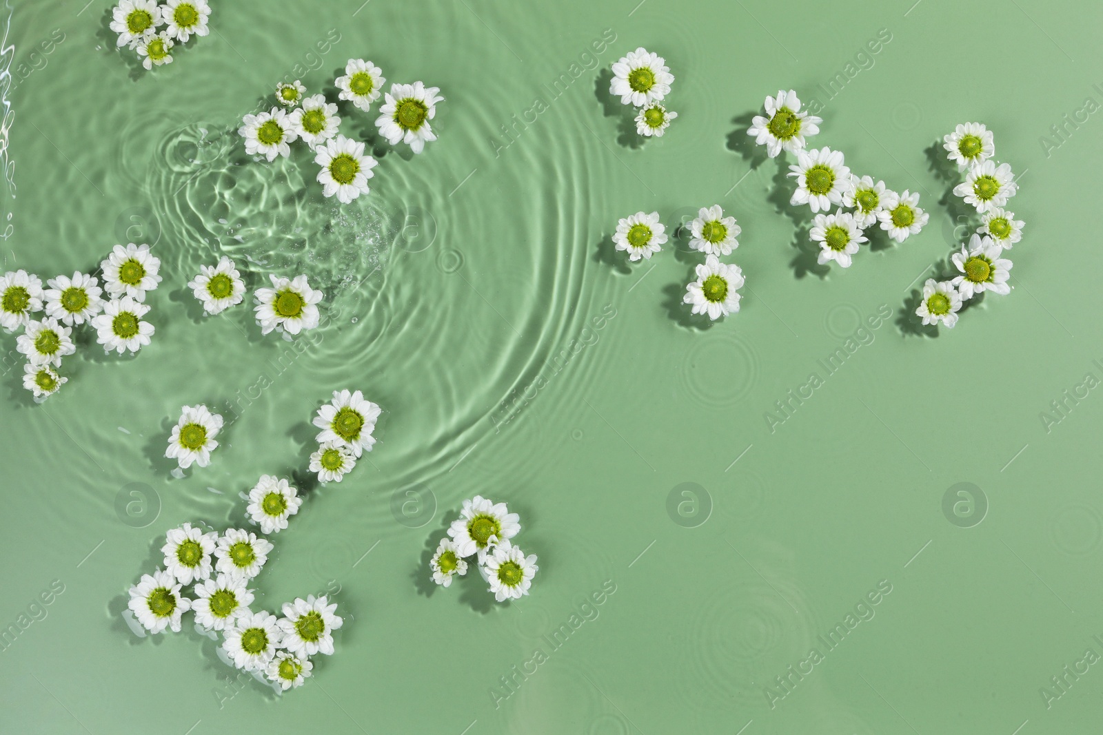 Photo of Beautiful chrysanthemum flowers in water on green background, top view. Space for text