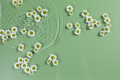 Photo of Beautiful chrysanthemum flowers in water on green background, top view. Space for text