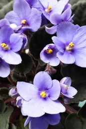 Photo of Beautiful violet flowers, closeup. Plant for house decor