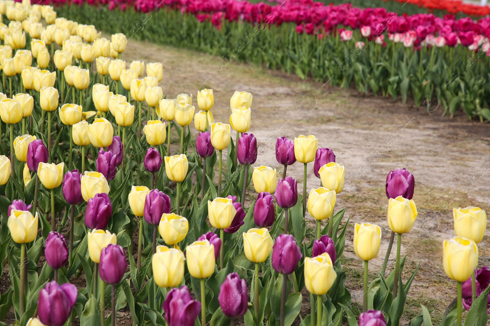 Photo of Beautiful colorful tulip flowers growing in field