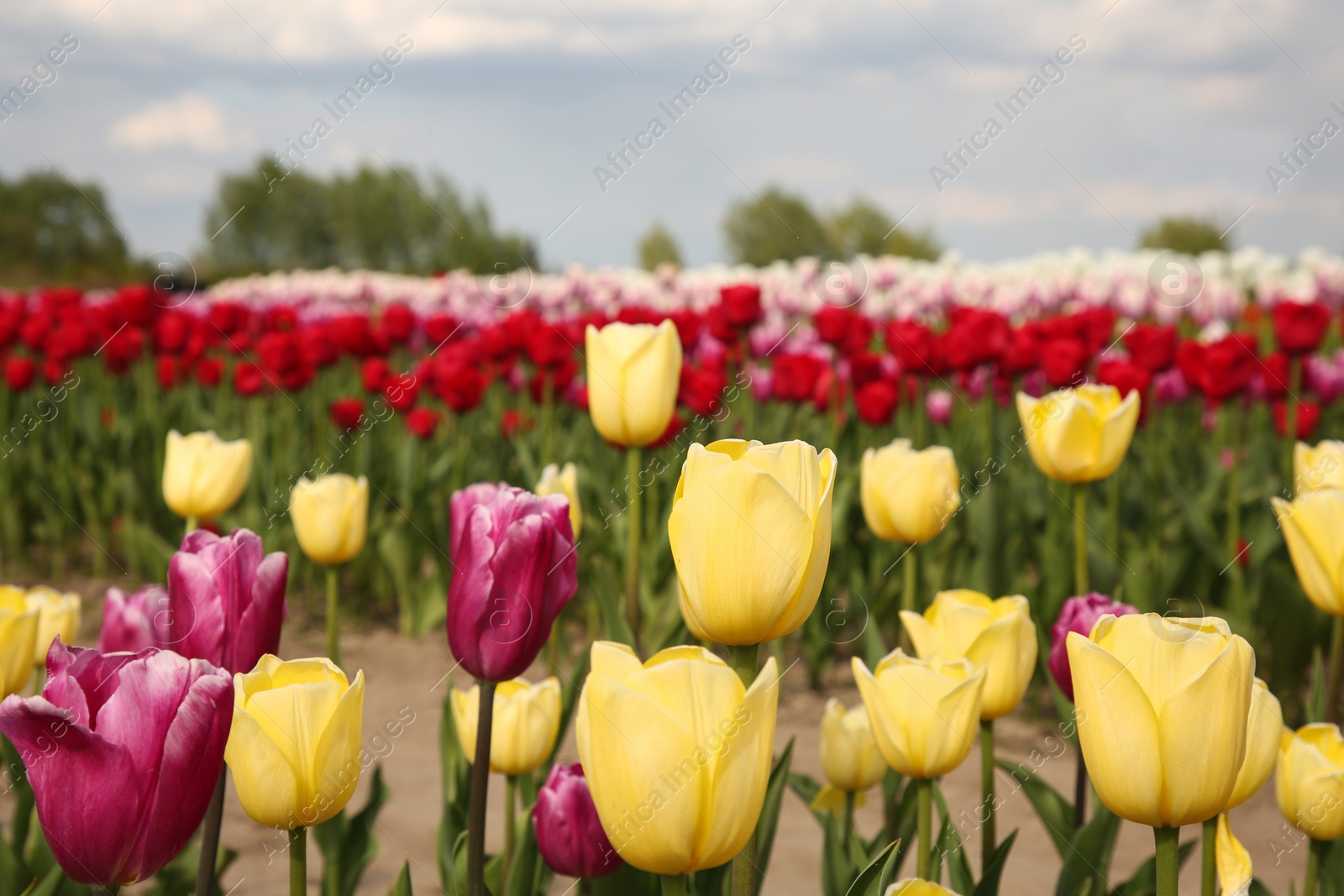 Photo of Beautiful colorful tulip flowers growing in field