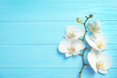 Photo of Branch with beautiful tropical orchid flowers on color wooden background, top view. Space for text