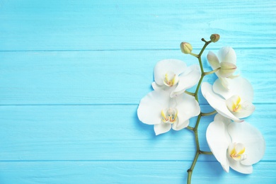 Branch with beautiful tropical orchid flowers on color wooden background, top view. Space for text