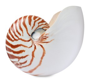 Photo of One beautiful nautilus shell isolated on white