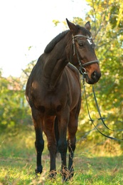 Photo of Beautiful brown horse in leather bridle outdoors