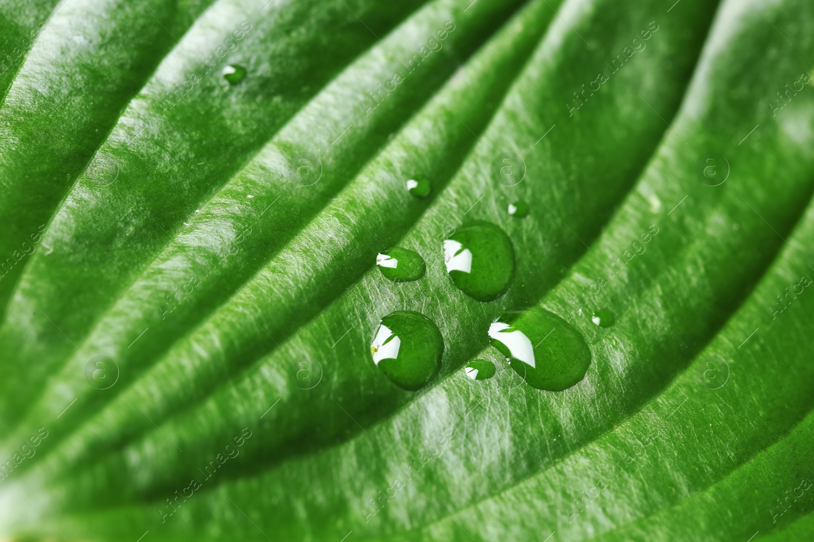 Photo of Macro view of water drops on green leaf