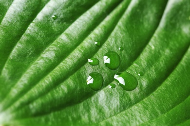 Macro view of water drops on green leaf