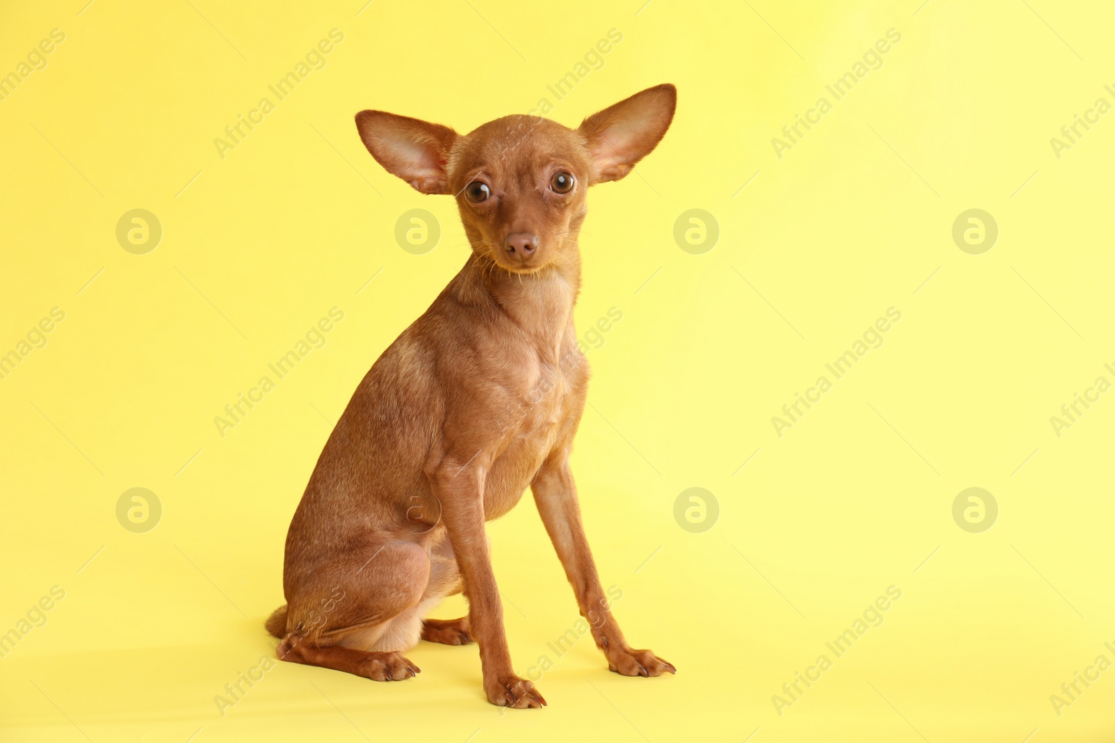 Photo of Cute toy terrier on color background, space for text. Domestic dog