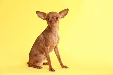 Cute toy terrier on color background, space for text. Domestic dog