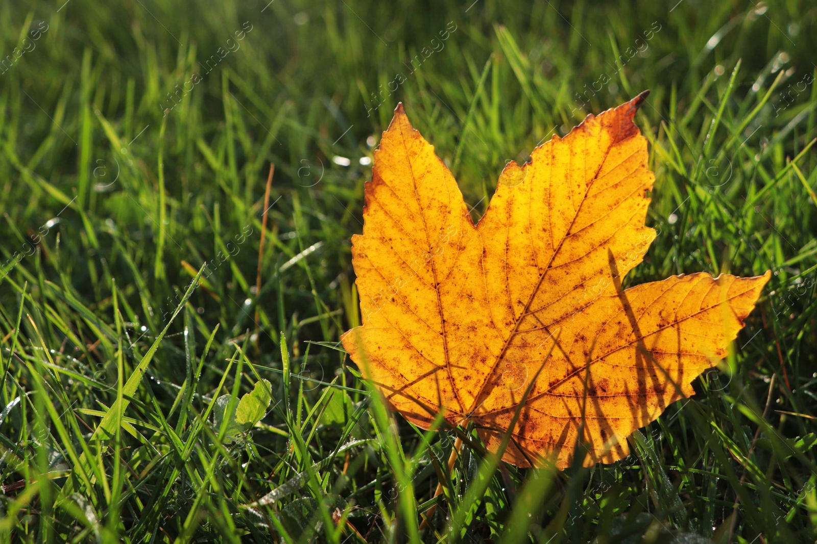 Photo of Beautiful fallen leaf among green grass outdoors on sunny autumn day, closeup. Space for text