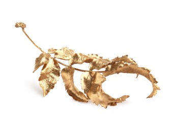 Twig of golden rowan leaves isolated on white. Autumn season