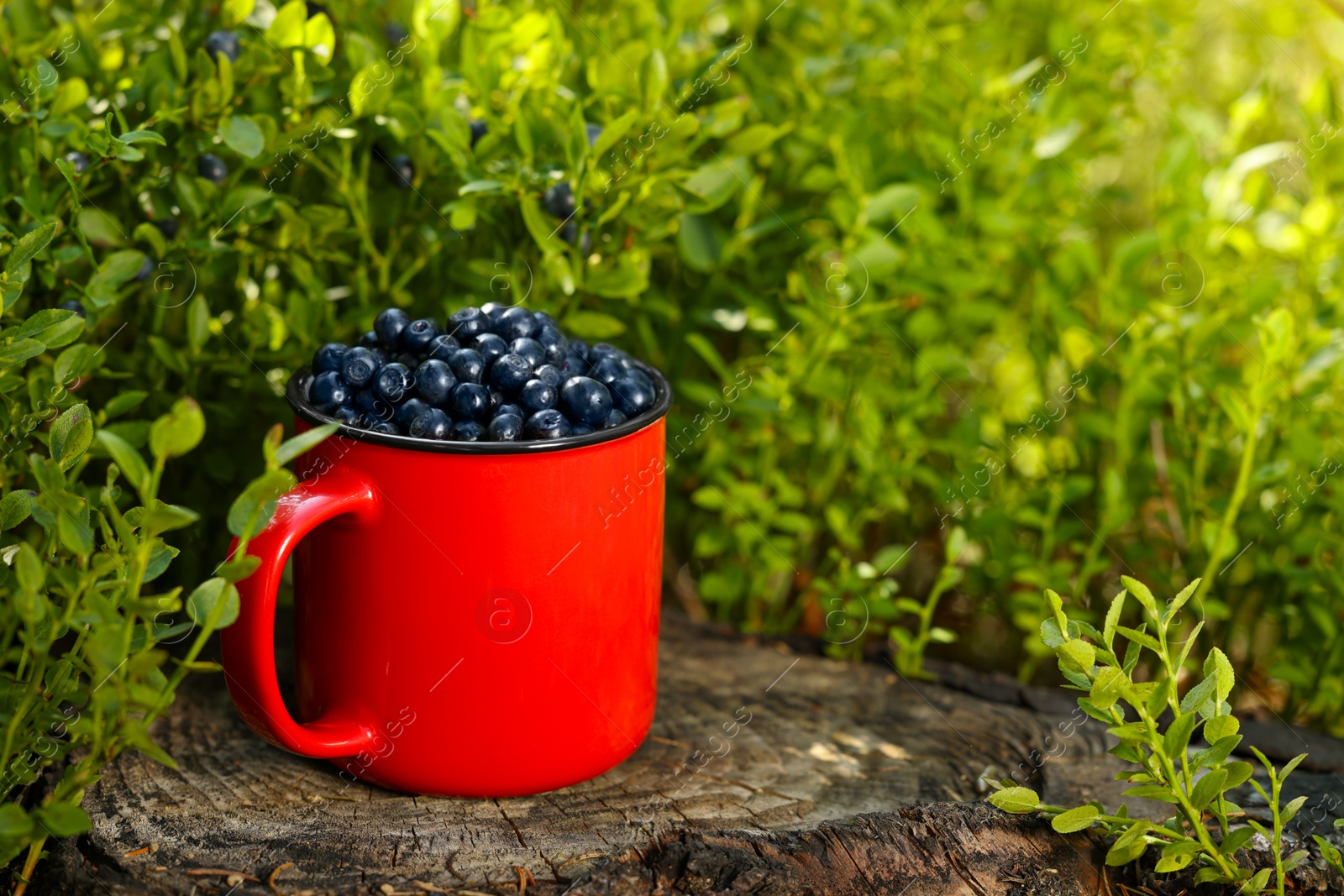 Photo of Red cup of bilberries on stump outdoors, space for text