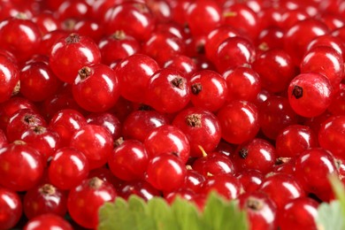 Photo of Many ripe red currants as background, closeup