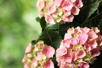 Hortensia plant with beautiful flowers outdoors, closeup
