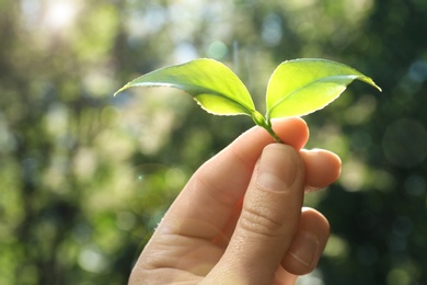 Photo of Woman holding green leaves of tea plant on blurred background