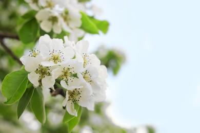 Photo of Pear tree branch with beautiful blossoms on blurred background, closeup and space for text. Spring season
