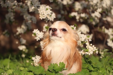 Photo of Cute fluffy Chihuahua dog near blossoming bush outdoors
