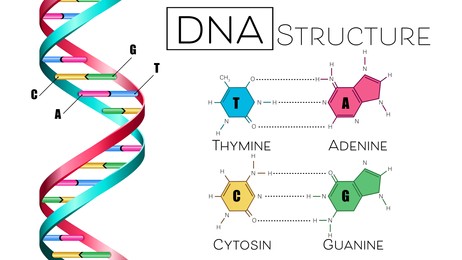 Illustration of Poster showing DNA structure on white background. Illustration