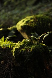 Photo of Beautiful view of moss and plant on ground under sunny light, closeup