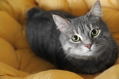Photo of Tabby cat on soft pillow, above view with space for text. Cute pet