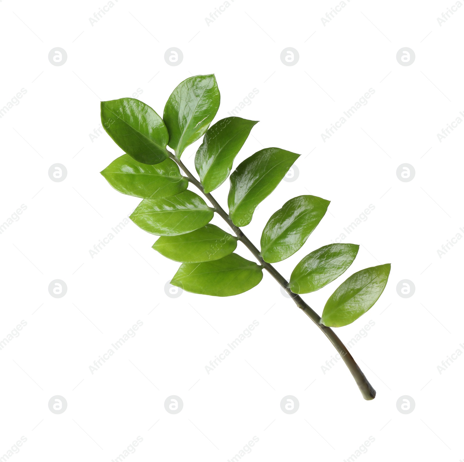 Photo of Tropical zamioculcas plant branch with leaves isolated on white