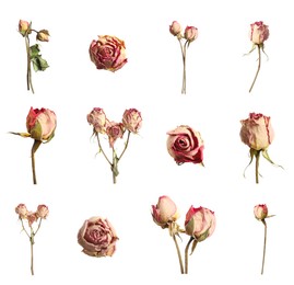 Set with beautiful dry flowers on white background 