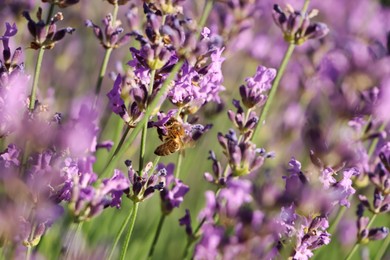 Photo of Closeup view of beautiful lavender with bee in field on sunny day