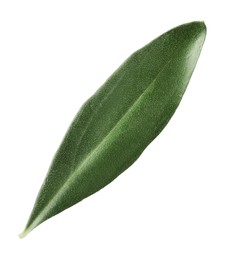 Photo of Fresh green olive leaf on white background