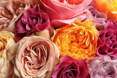 Photo of Beautiful fresh roses as background, closeup view. Floral decor