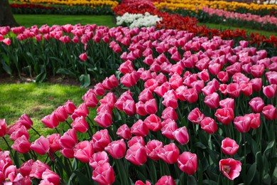 Photo of Many different beautiful tulip flowers in park. Spring season