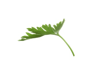 Photo of Fresh green organic parsley on white background