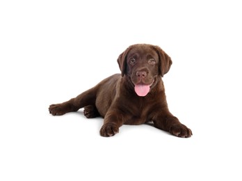 Photo of Cute chocolate Labrador Retriever puppy on white background