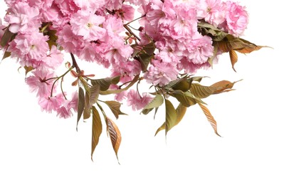 Photo of Beautiful sakura tree branches with pink flowers isolated on white