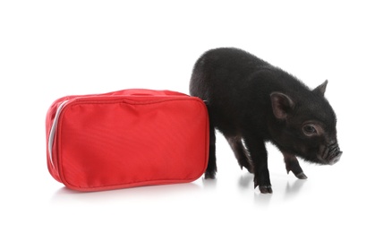 Photo of Miniature pig and first aid kit on white background