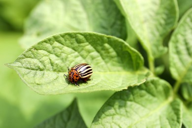 Photo of Colorado potato beetle on green plant outdoors, closeup