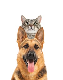 Image of Adorable cat and dog on white background. Cute friends