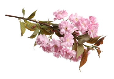 Photo of Beautiful sakura tree branch with pink flowers isolated on white