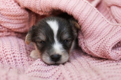 Photo of Cute puppy sleeping on pink knitted blanket, closeup