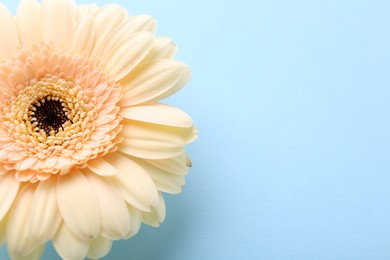 Photo of One beautiful tender gerbera flower on light blue background. Space for text