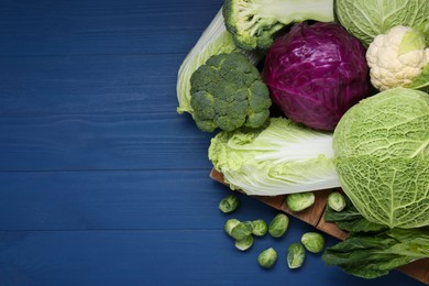 Photo of Board with many different fresh cabbages on blue wooden table, flat lay. Space for text