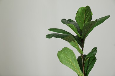 Photo of Fiddle Fig or Ficus Lyrata plant with green leaves on light grey background. Space for text