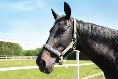 Dark bay horse in paddock on sunny day. Beautiful pet