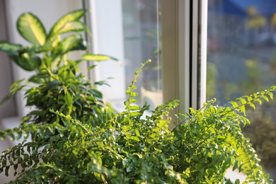 Photo of Beautiful potted plants near window at home, closeup