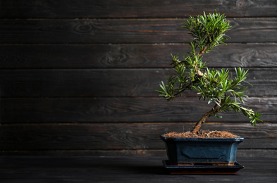 Photo of Japanese bonsai plant on black wooden table, space for text. Creating zen atmosphere at home