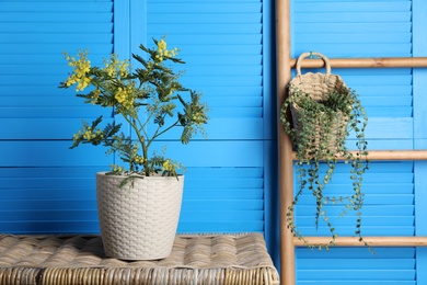 Photo of Beautiful mimosa plant in pot on wicker table near blue wall
